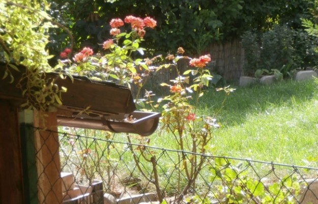 Szentendre Eladó Ház