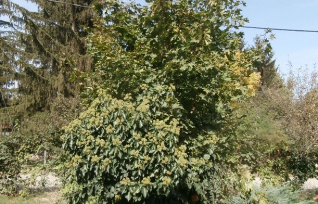 Szentendre Eladó Ház