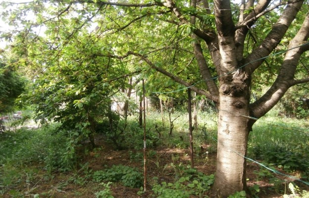 Törökbálint Eladó Ház