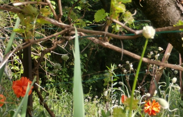 Törökbálint Eladó Ház