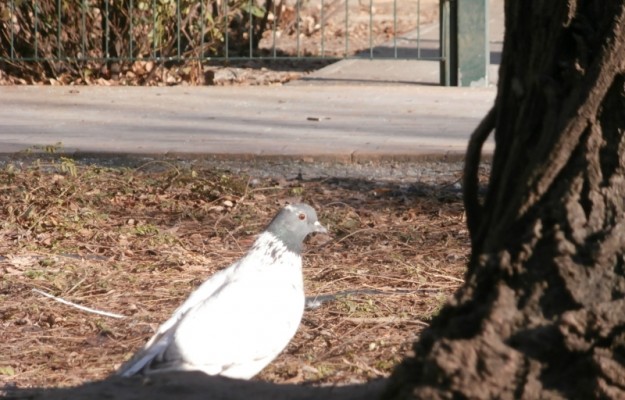Budapest VI. kerület Eladó Lakás