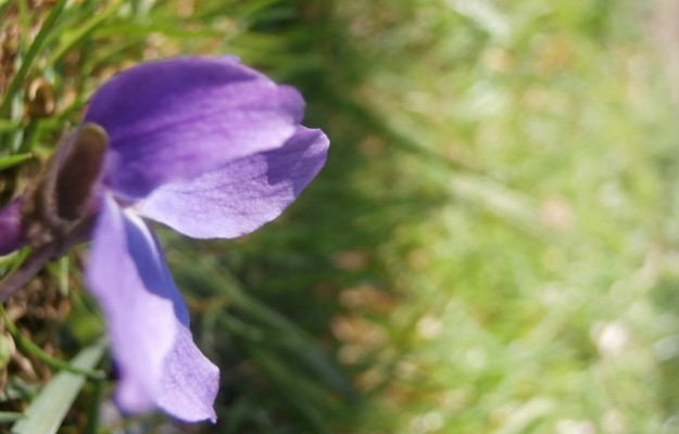 Törökbálint Eladó Ház